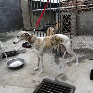 惠比特格力灵缇犬血统猎兔犬细狗黑白活上下摩托车