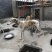 惠比特格力灵缇犬血统猎兔犬细狗黑白活上下摩托车