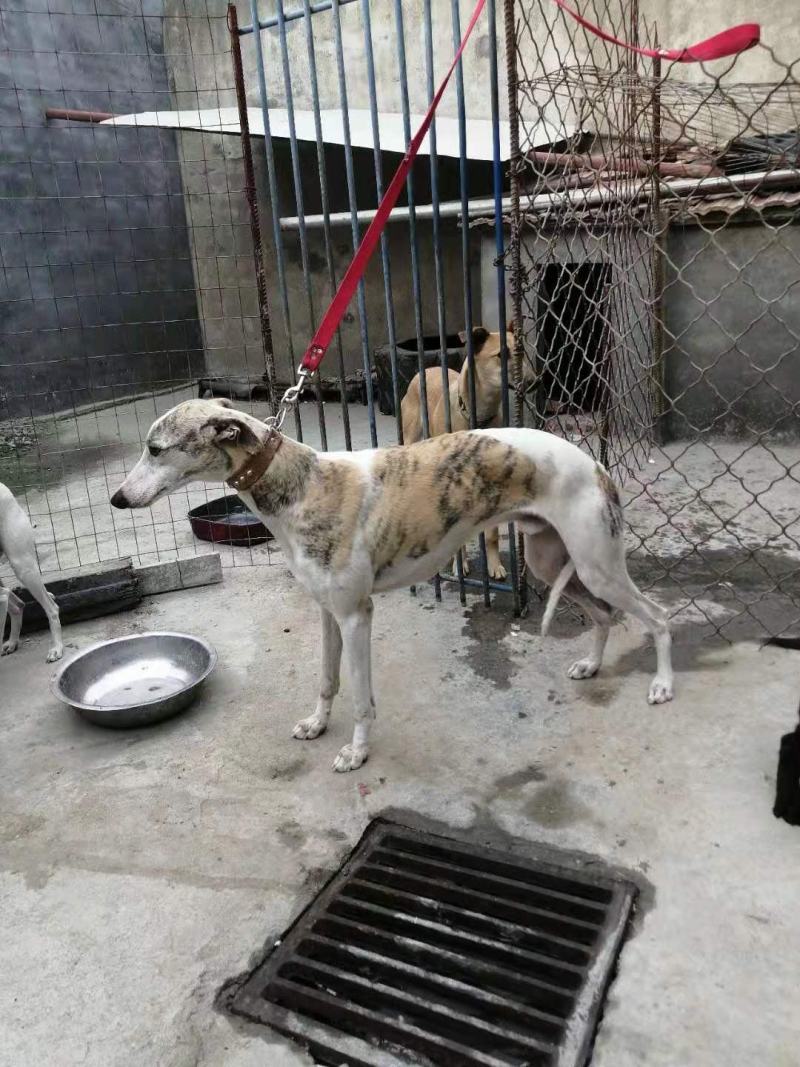 惠比特格力灵缇犬血统猎兔犬细狗黑白活上下摩托车