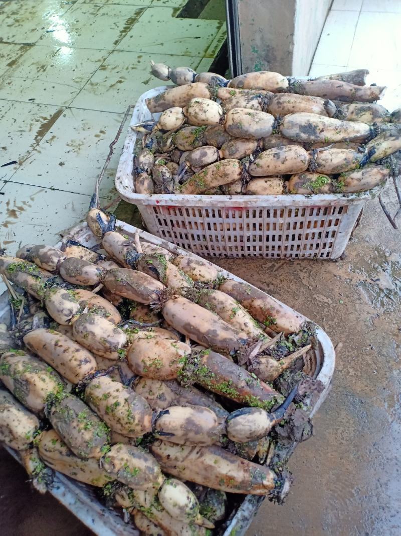 江夏种植莲藕品种齐全，欢迎搔扰！