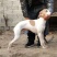 惠比特狗格力犬细狗黑色灵惠犬血统惠比特格力犬惠比特犬全活