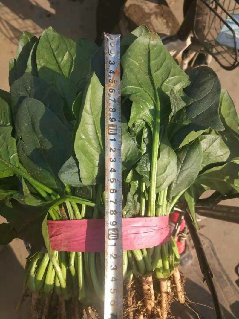 【热销】大量供应本地暖棚菠菜质量好。