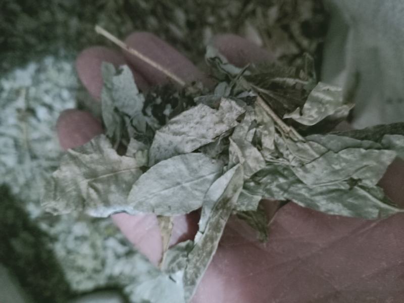 胡颓子叶，中药材胡颓子叶质量保证，经营各种中药材！