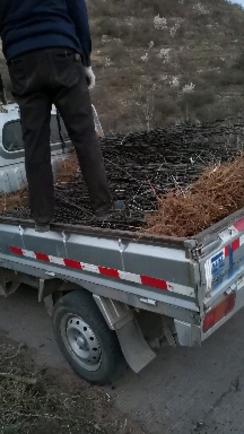 韩城大红袍花椒苗木，产地直营