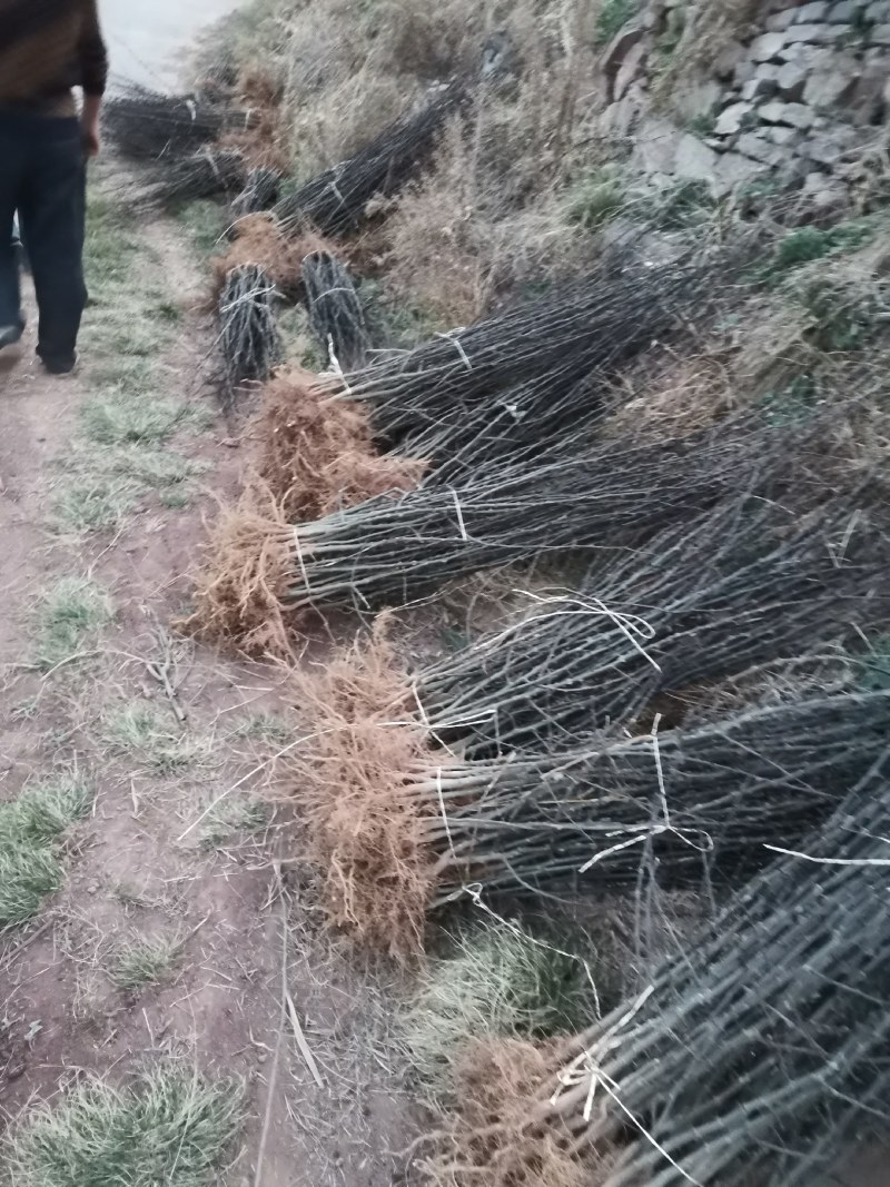 韩城大红袍花椒苗木，产地直营