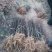 韩城大红袍花椒苗木，产地直营