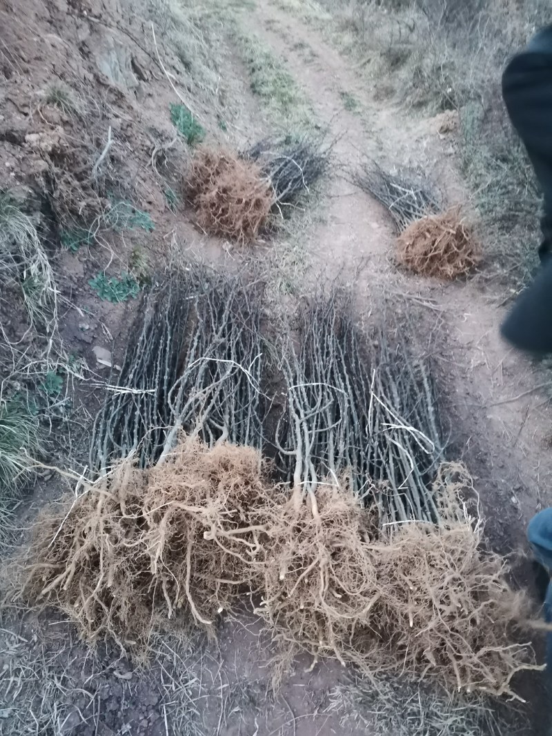 韩城大红袍花椒苗木，产地直营