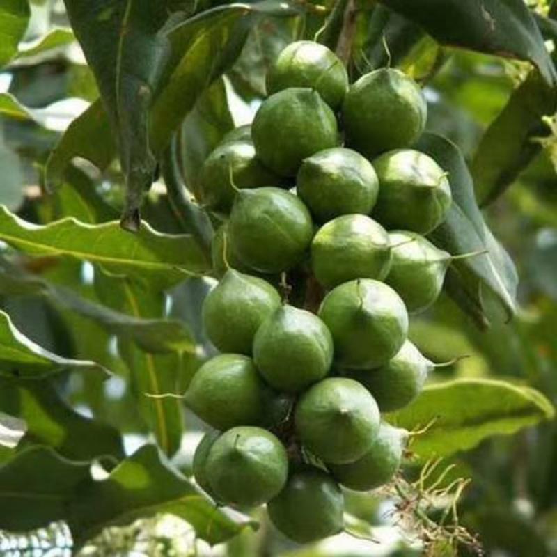夏威夷澳洲坚果耐旱品种南北方都可种植