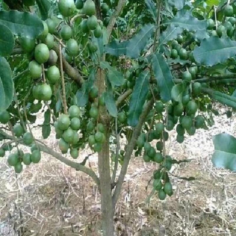 夏威夷澳洲坚果耐旱品种南北方都可种植