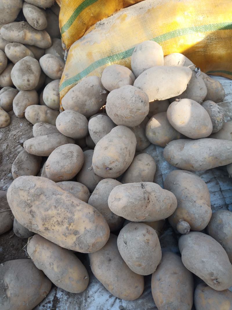 精品黄心土豆，产地直销，价格合理，品种齐全，欢迎您来电