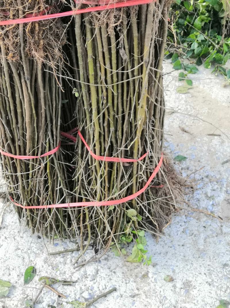 新品种油蟠桃苗价格油蟠九桃树苗8公分大桃树