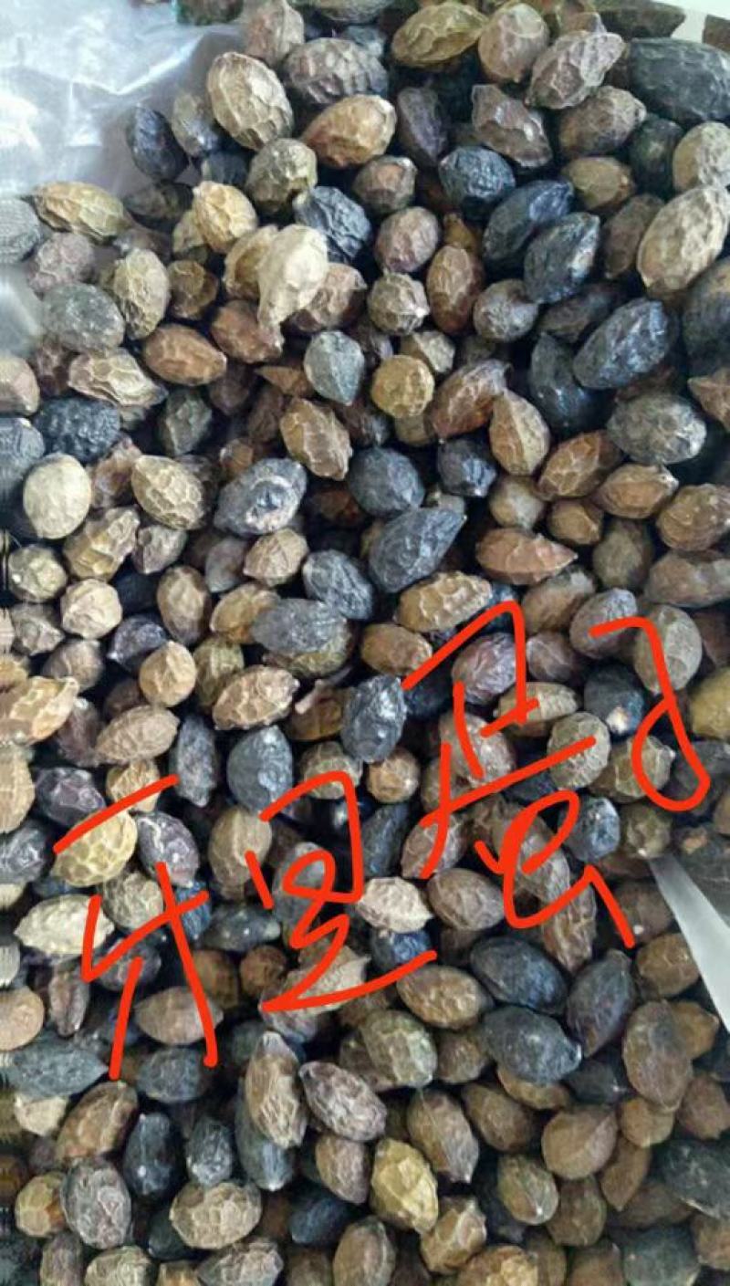 鸦胆子，中药材鸭蛋子质量保证，经营各种中药材欢迎咨询合作