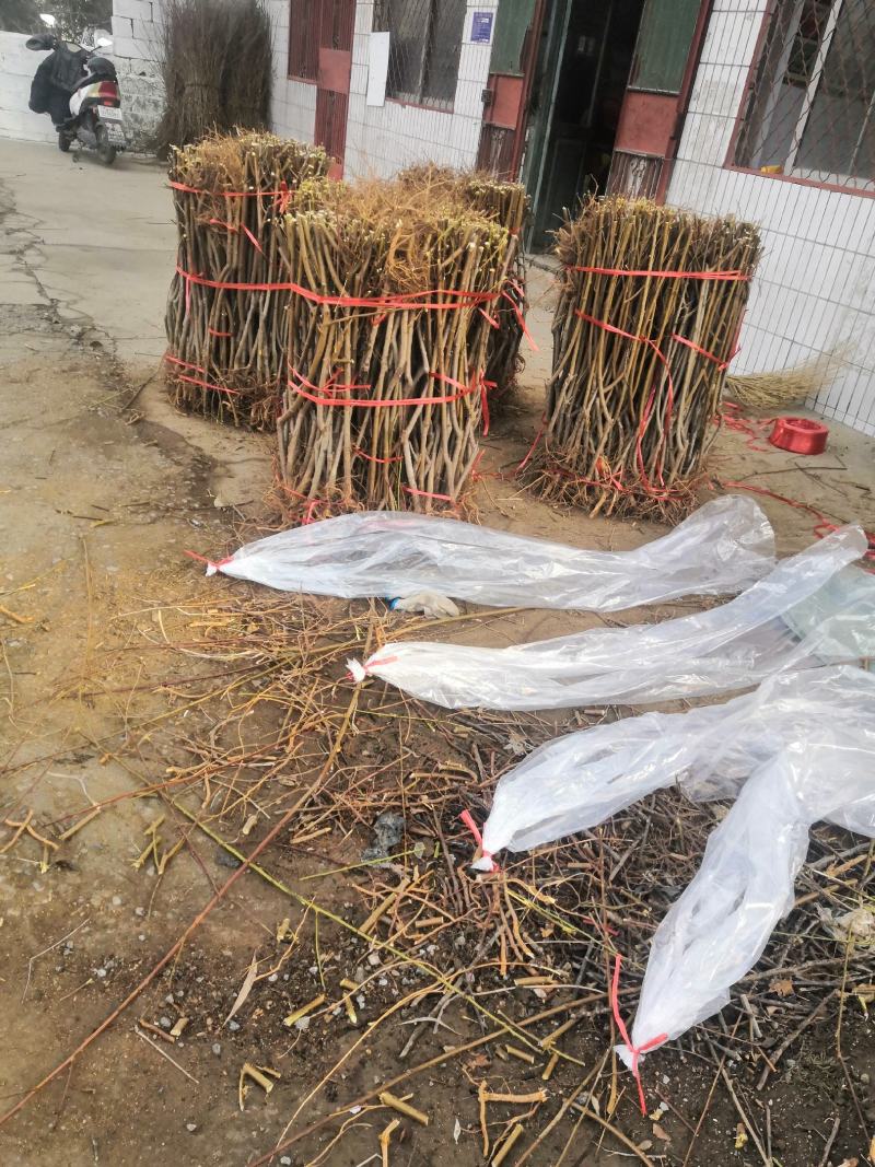 新品种油蟠桃苗价格油蟠九桃树苗8公分大桃树