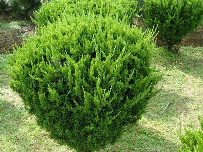 龙柏盆景造型,枝条柔软,易于修剪成各种艺术形态 龙柏盆景造型