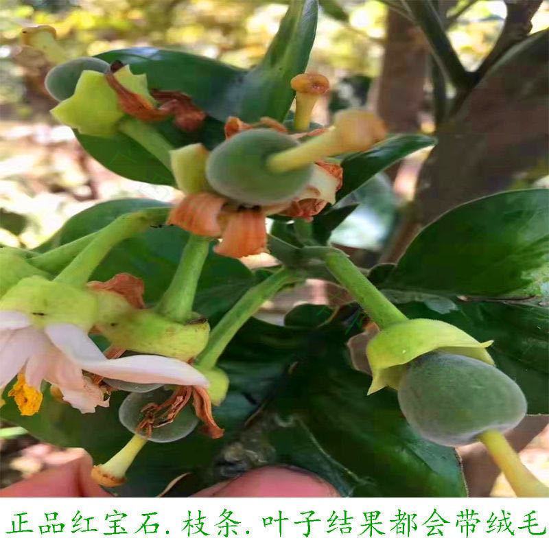 泰国红宝石青皮柚苗果肉脆甜爽口合适大量种植