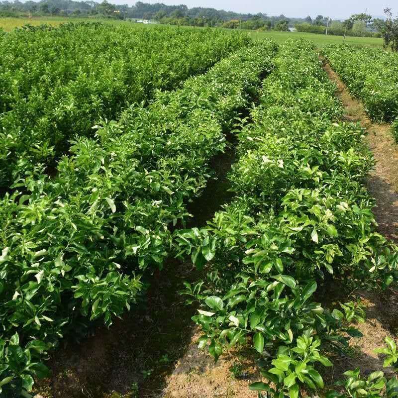 泰国红宝石青皮柚苗果肉脆甜爽口合适大量种植