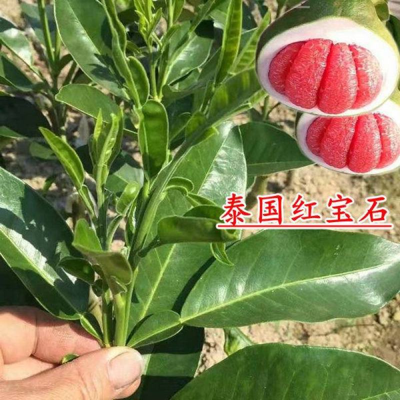 泰国红宝石青皮柚苗果肉脆甜爽口合适大量种植