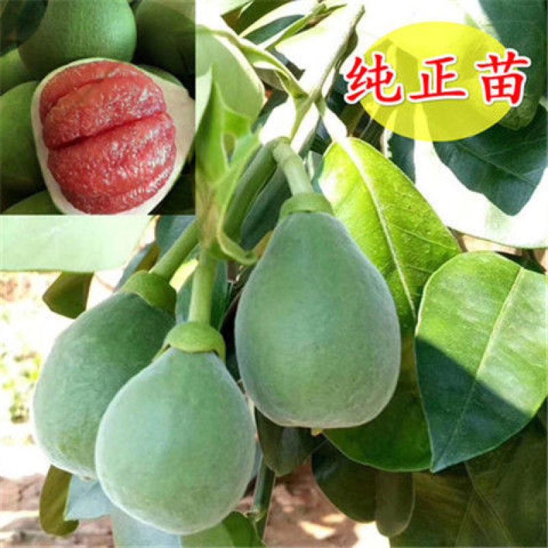 泰国红宝石青皮柚苗果肉脆甜爽口合适大量种植