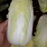 通许冷库青叶黄芯娃娃菜大量出库中，质优价廉