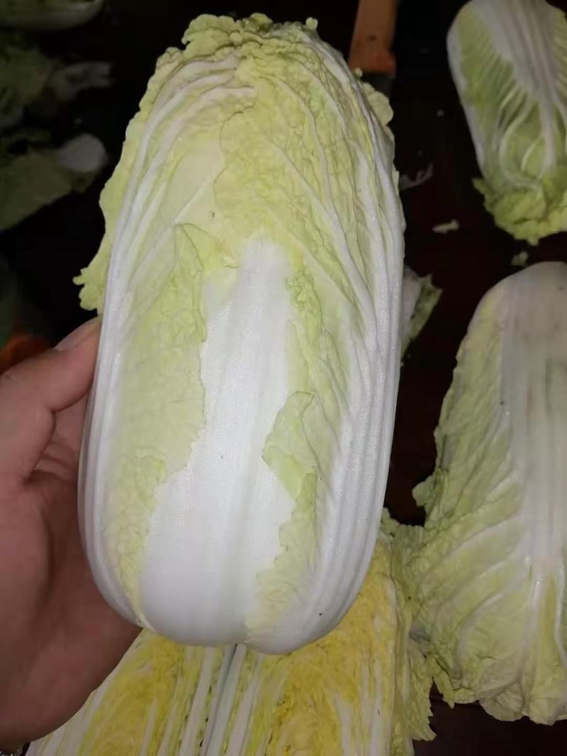 通许冷库青叶黄芯娃娃菜大量出库中，质优价廉