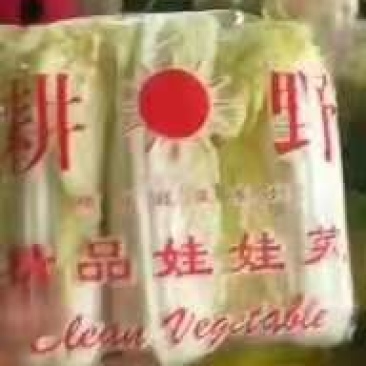通许冷库青叶黄芯娃娃菜大量出库中，质优价廉