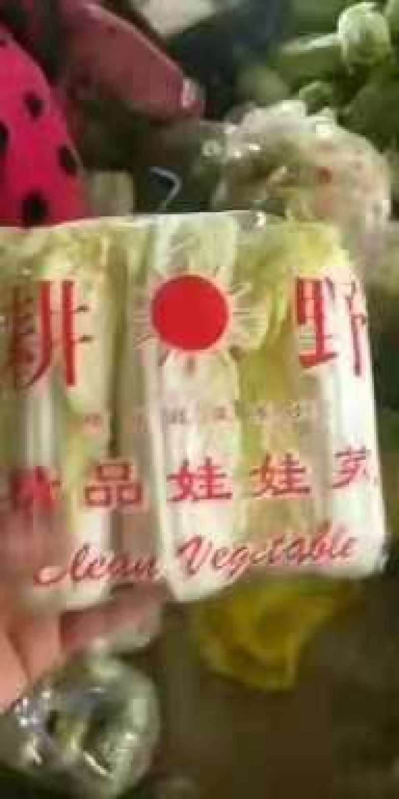 通许冷库青叶黄芯娃娃菜大量出库中，质优价廉