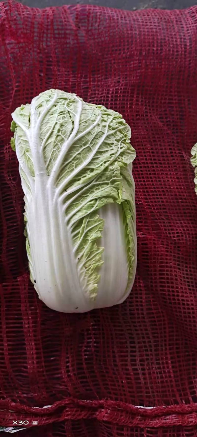 通许冷库青叶黄芯娃娃菜大量出库中，质优价廉