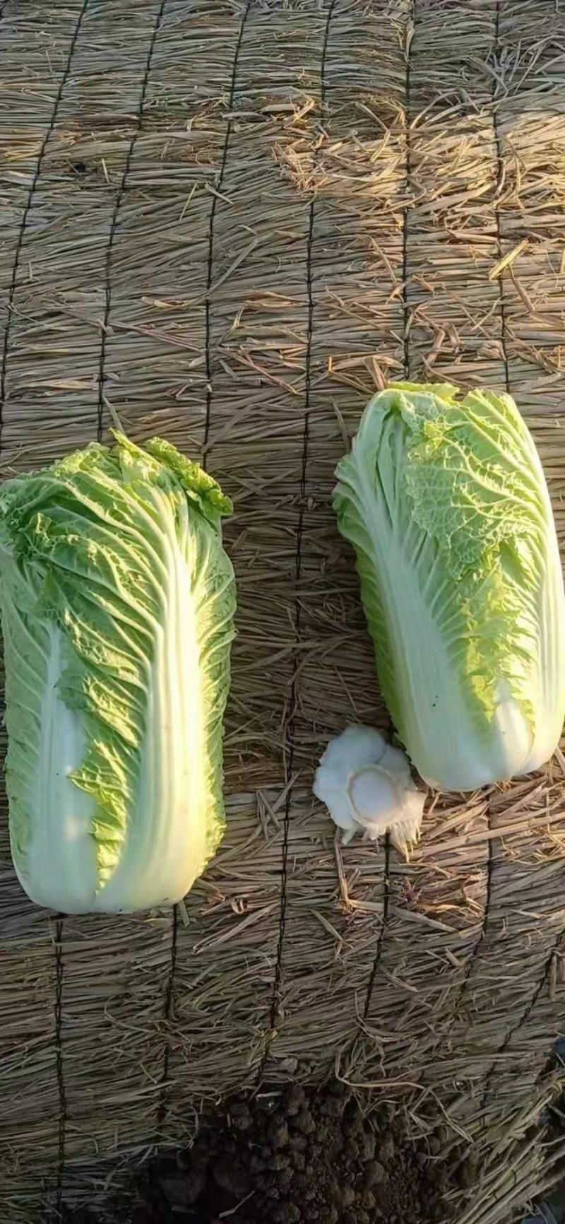 通许冷库青叶黄芯娃娃菜大量出库中，质优价廉