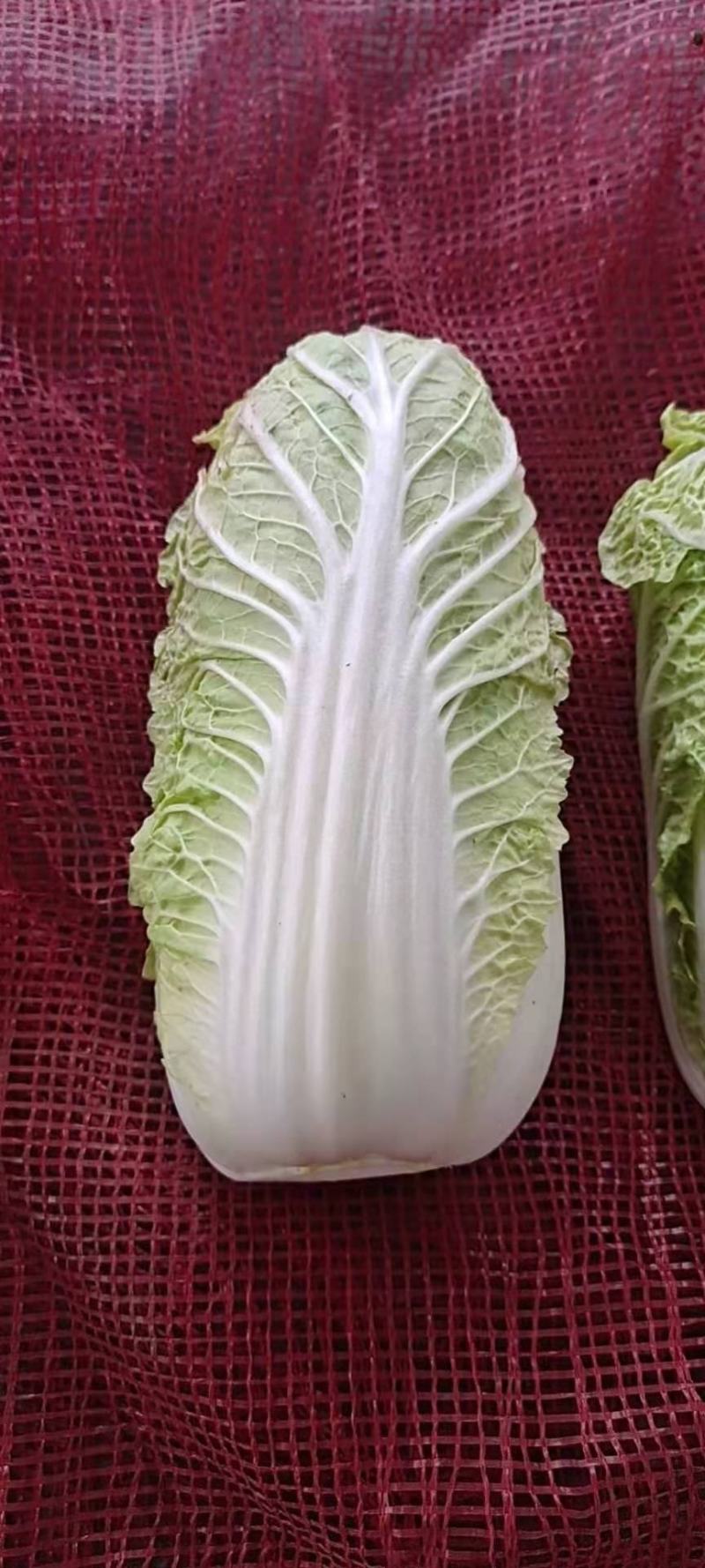 通许冷库青叶黄芯娃娃菜大量出库中，质优价廉