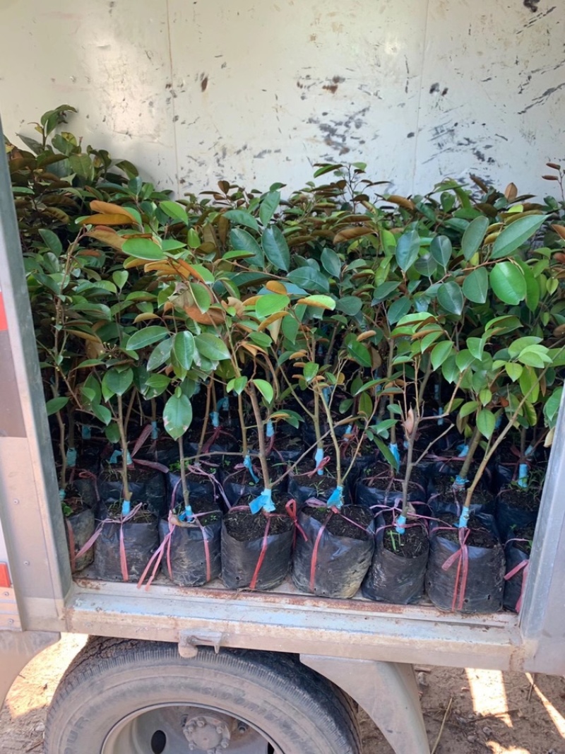 牛奶果苗牛奶果树苗嫁接苗含有牛奶香味的一种水果
