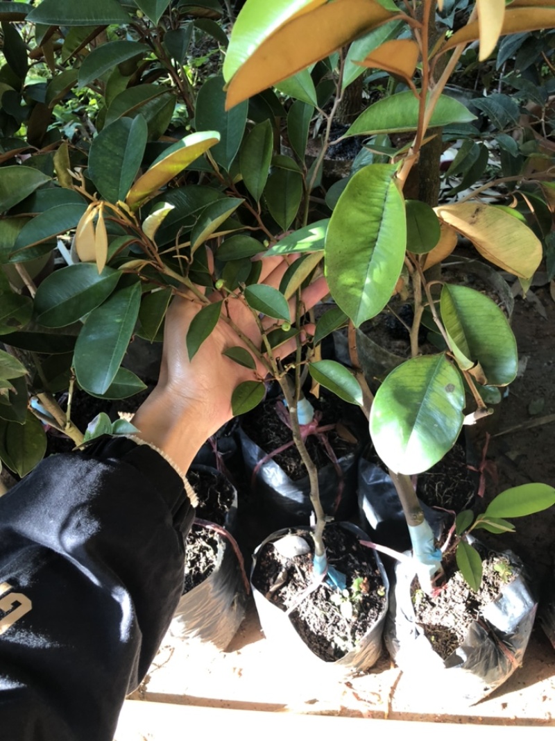 牛奶果苗牛奶果树苗嫁接苗含有牛奶香味的一种水果