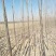 河北深州大量供应速生杨107米径1.8起步公分海量货源