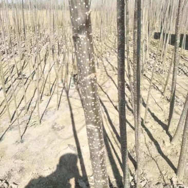 河北深州大量供应速生杨107米径1.8起步公分海量货源