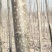 河北深州大量供应速生杨107米径1.8起步公分海量货源