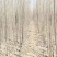 河北深州大量供应速生杨107米径1.8起步公分海量货源