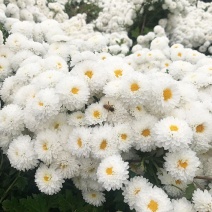 新货菊花茶黄山贡菊杭白菊包邮大货供应