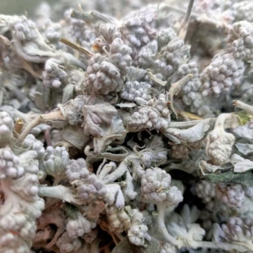 密蒙花，正品野生蒙花质量保证，经营各种中药材欢迎咨询合作