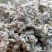 密蒙花，正品野生蒙花质量保证，经营各种中药材欢迎咨询合作