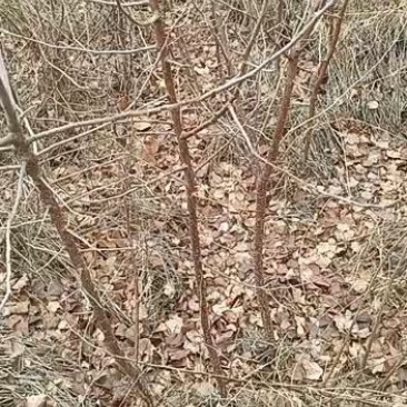 本公司有大量的杏树苗