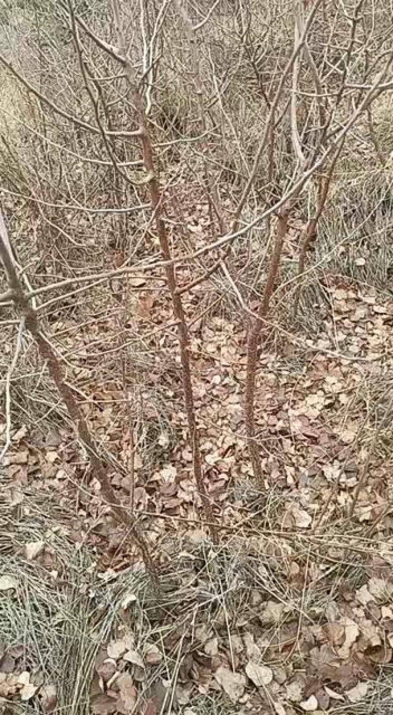 本公司有大量的杏树苗