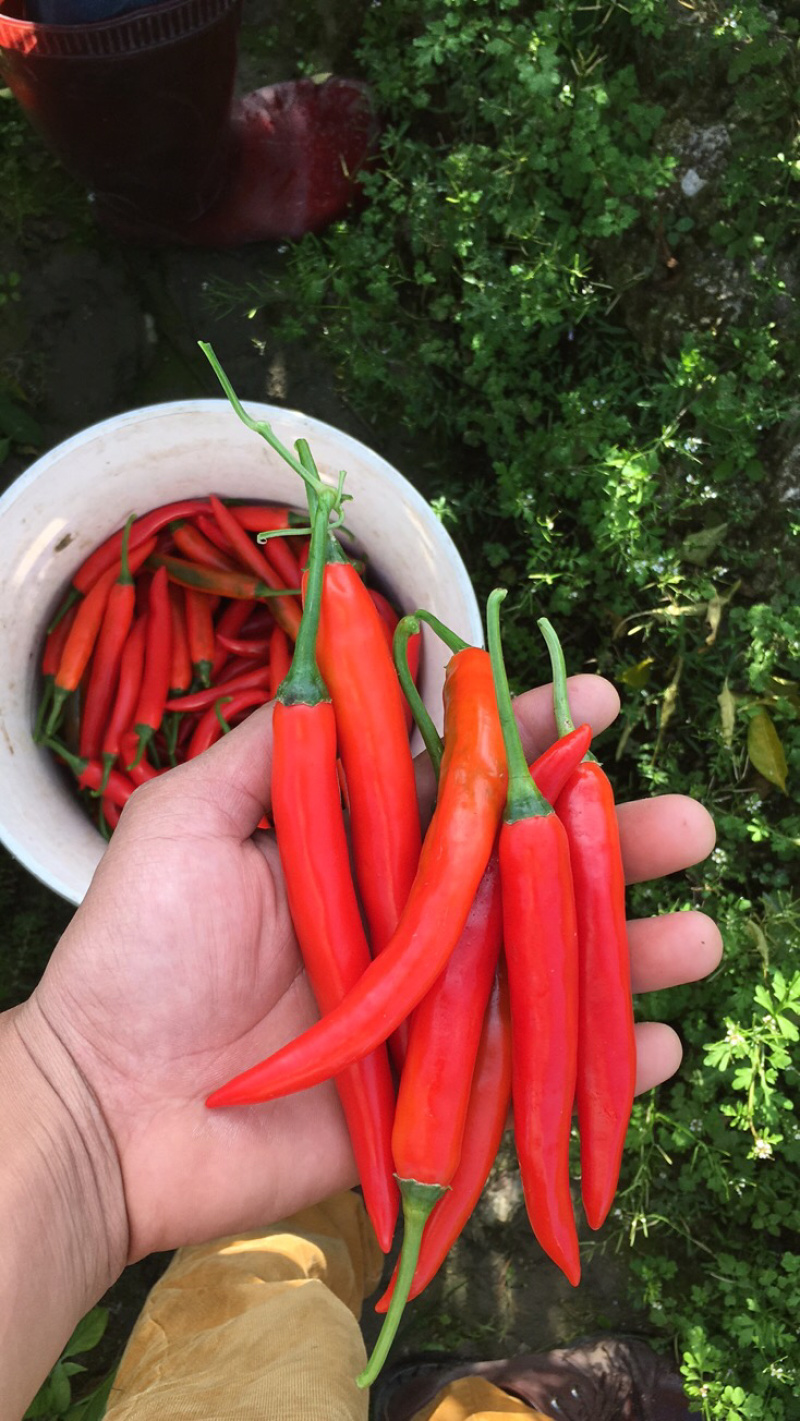 广东茂名海花红辣椒，，精品海花红辣椒！需要的老板联系我！