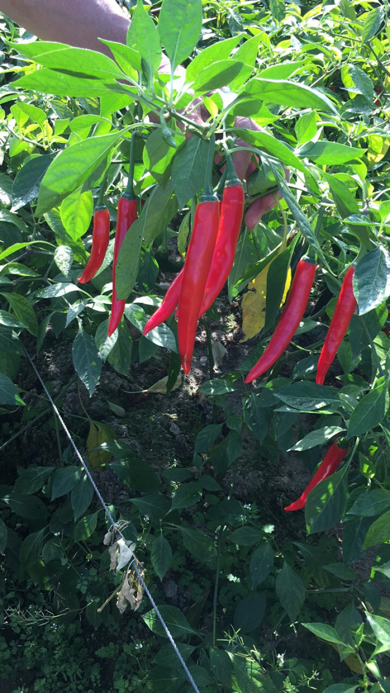 广东茂名海花红辣椒，，精品海花红辣椒！需要的老板联系我！