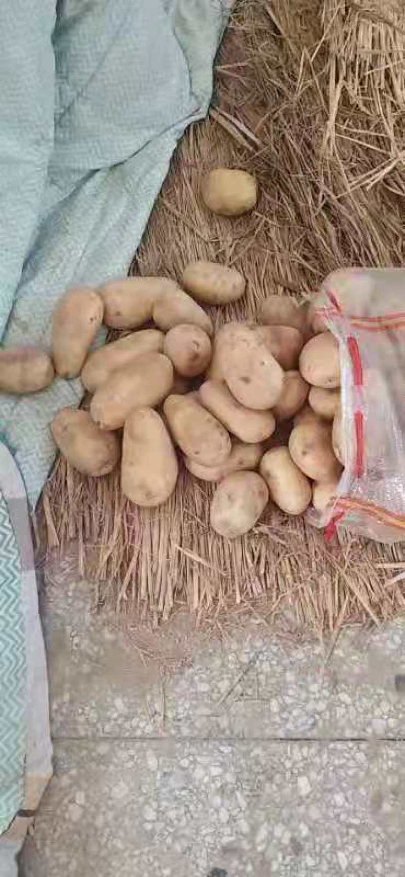 沙土地黄皮黄心土豆新鲜马铃薯现挖现卖基地直供荷兰土豆