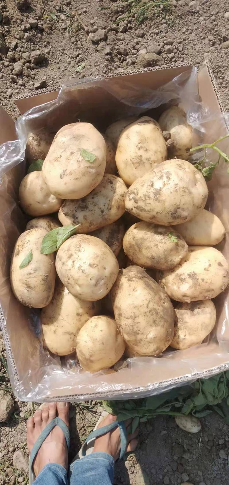 沙土地黄皮黄心土豆新鲜马铃薯现挖现卖基地直供荷兰土豆