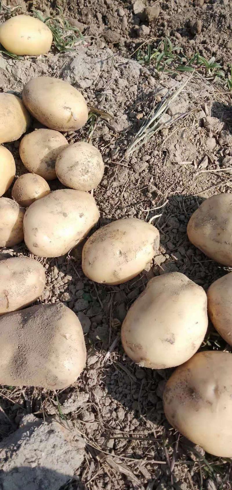 沙土地黄皮黄心土豆新鲜马铃薯现挖现卖基地直供荷兰土豆