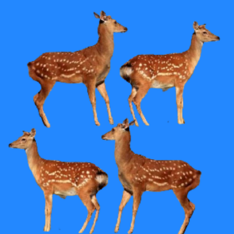 梅花鹿仔，梅花鹿苗，小梅花鹿，梅花鹿种苗，梅花鹿