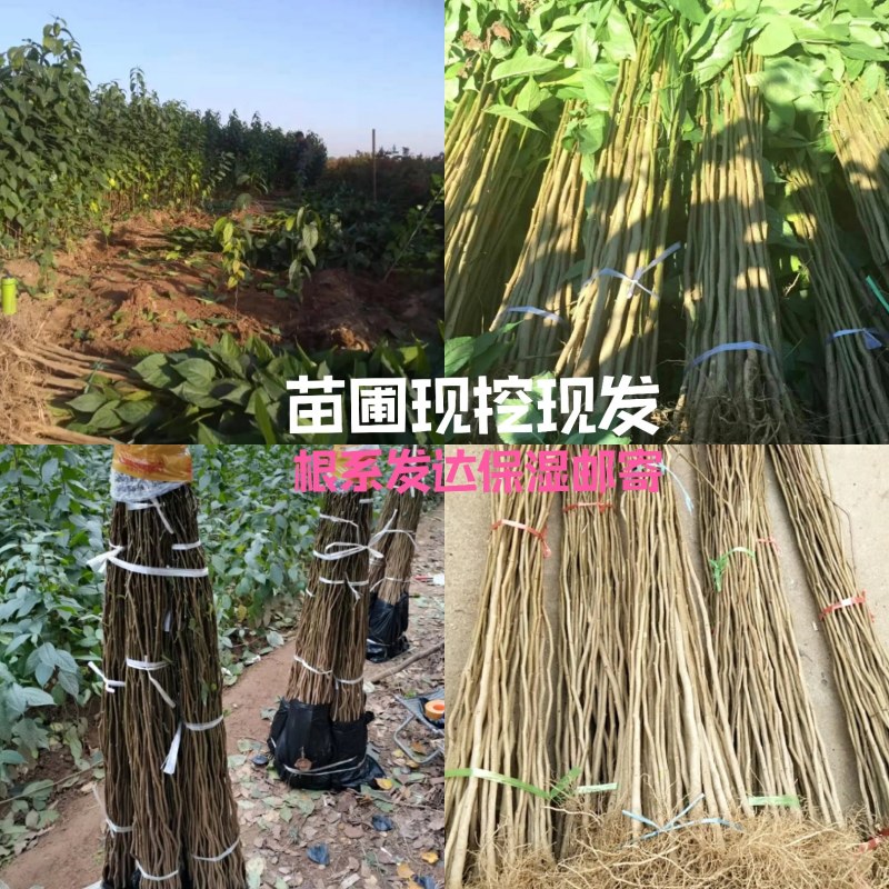 杜仲苗1到3公分杜仲树苗，药用价值苗基地直销包成活