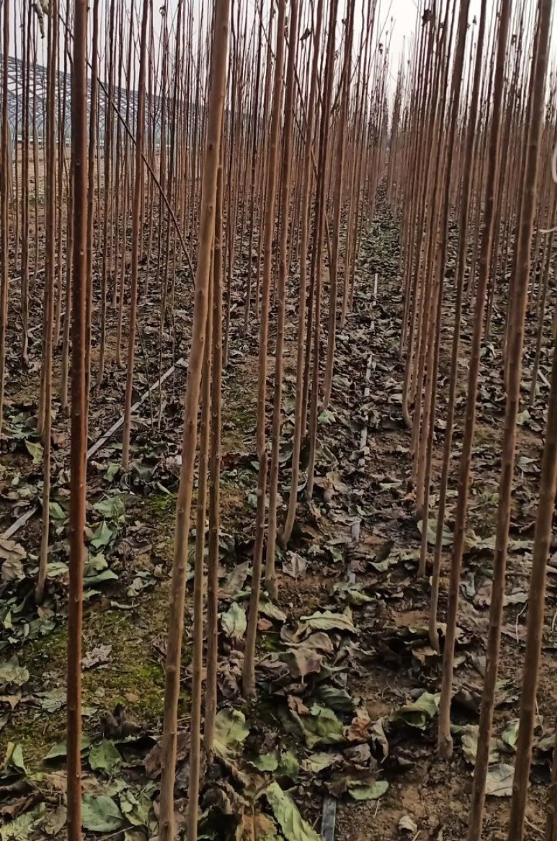 杜仲苗1到3公分杜仲树苗，药用价值苗基地直销包成活