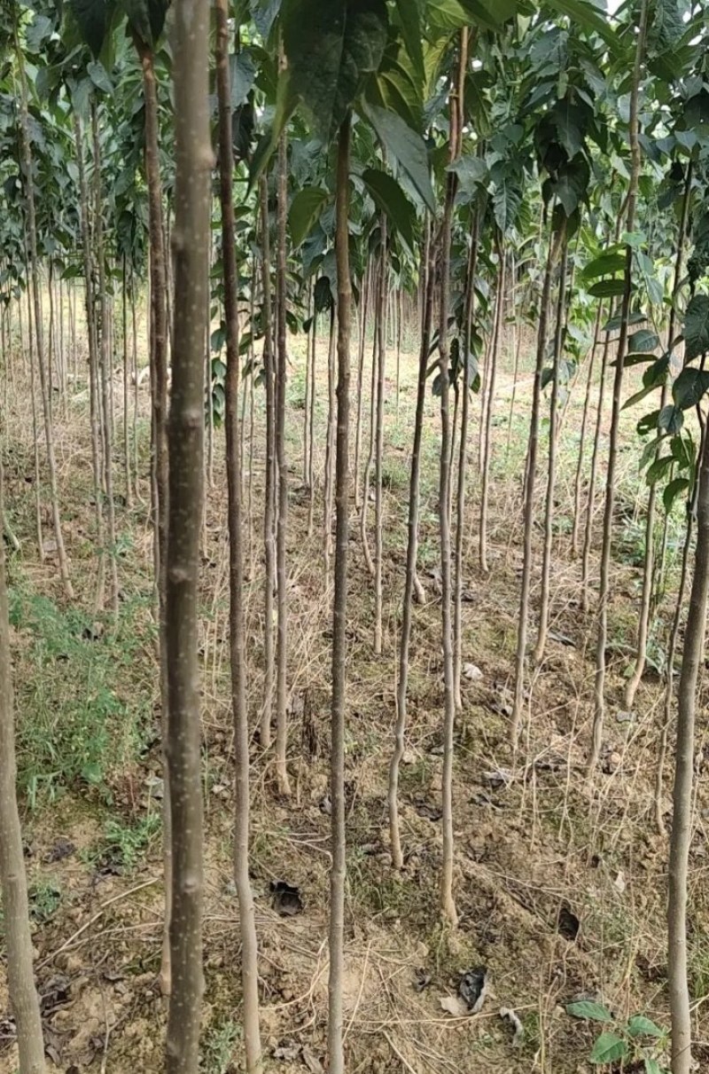 杜仲苗1到3公分杜仲树苗，药用价值苗基地直销包成活