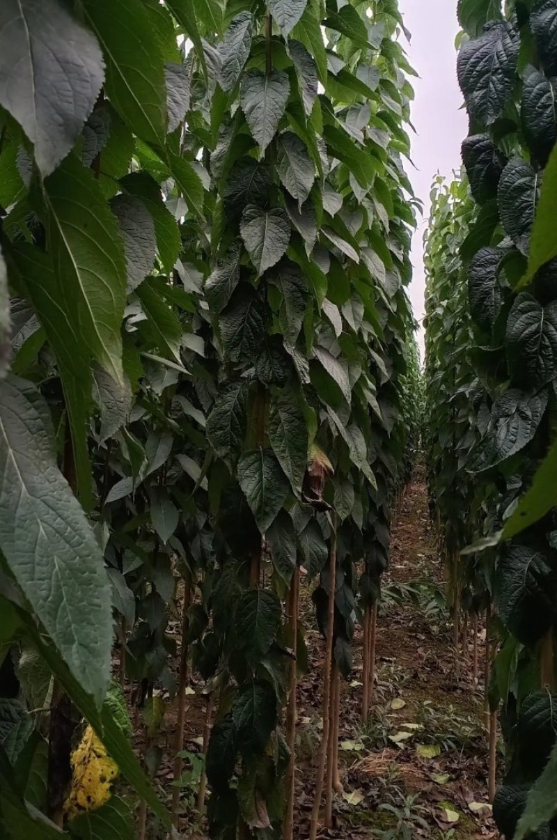杜仲苗1到3公分杜仲树苗，药用价值苗基地直销包成活